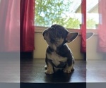 Small Photo #3 French Bulldog Puppy For Sale in GREENVILLE, SC, USA