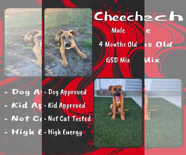 Medium Photo #1 Mutt Puppy For Sale in Jacksonville, NC, USA