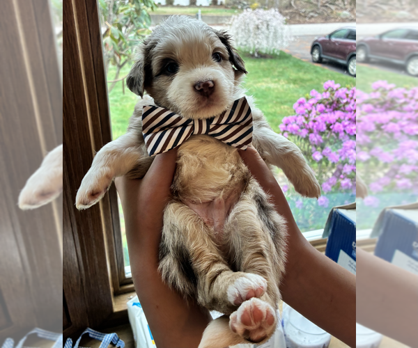 Medium Photo #1 Miniature American Shepherd Puppy For Sale in BERLIN, MA, USA