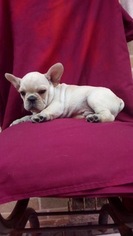 French Bulldog Puppy for sale in EAST HAVEN, CT, USA