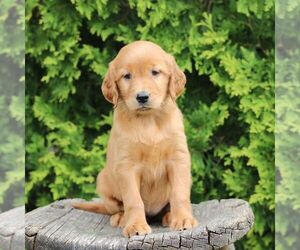 Golden Irish Puppy for sale in BLAIN, PA, USA