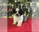 Small Photo #12 Poodle (Miniature)-Zuchon Mix Puppy For Sale in BOWLING GREEN, KY, USA