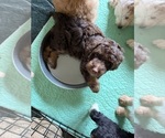 Puppy Devins Aussiedoodle