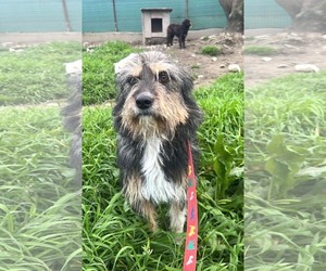 Mutt Dogs for adoption in Rockaway, NJ, USA