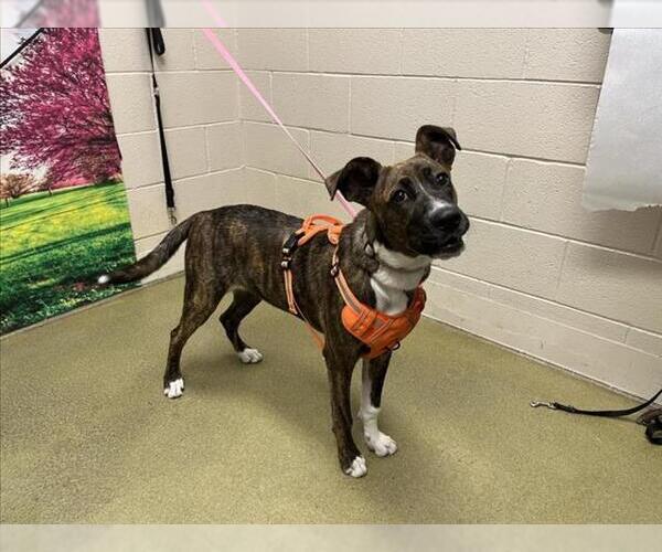 Medium Photo #1 American Pit Bull Terrier-Unknown Mix Puppy For Sale in Moreno Valley, CA, USA