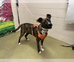 American Pit Bull Terrier-Unknown Mix Dogs for adoption in Moreno Valley, CA, USA
