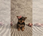 Small #3 Yorkshire Terrier
