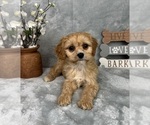 Small Photo #3 Cavapoo (Standard) Puppy For Sale in GREENFIELD, IN, USA