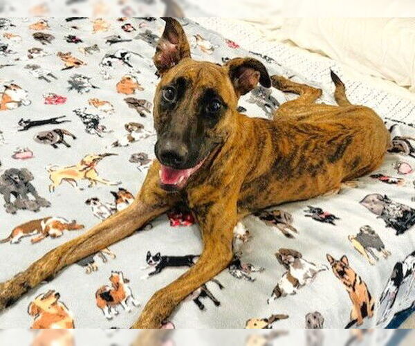 Medium Photo #3 Dutch Shepherd -Unknown Mix Puppy For Sale in Tallahassee, FL, USA