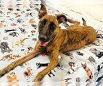 Small #2 Dutch Shepherd  Mix