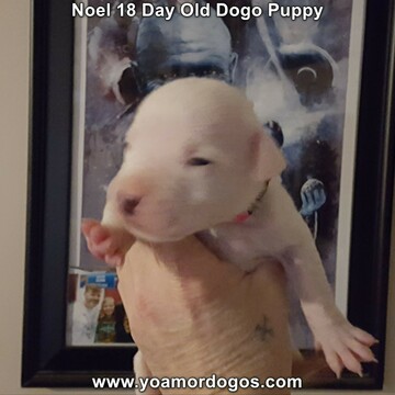 Medium Photo #12 Dogo Argentino Puppy For Sale in PINEVILLE, MO, USA
