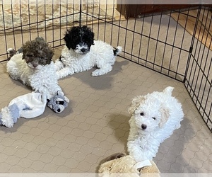 Poodle (Miniature) Puppy for sale in GLOUCESTER, VA, USA