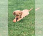 Small Photo #6 Golden Retriever Puppy For Sale in PAHRUMP, NV, USA