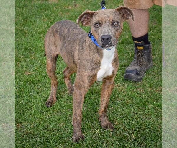 Medium Photo #4 American Staffordshire Terrier-Mountain Cur Mix Puppy For Sale in Huntley, IL, USA