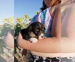 Small Photo #5 Pembroke Welsh Corgi Puppy For Sale in GALLEGOS, NM, USA