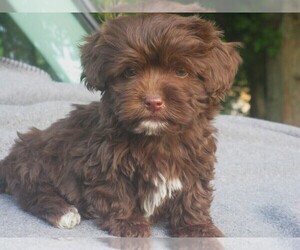 Havanese Puppy for sale in WILSON, NY, USA