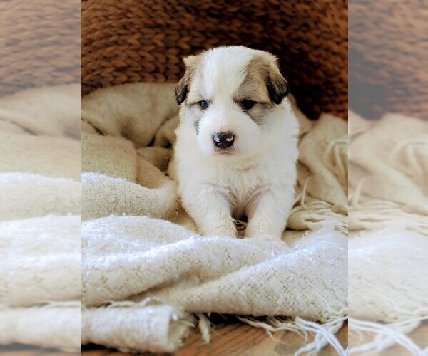 Medium Photo #69 Great Pyrenees Puppy For Sale in FALCON, CO, USA