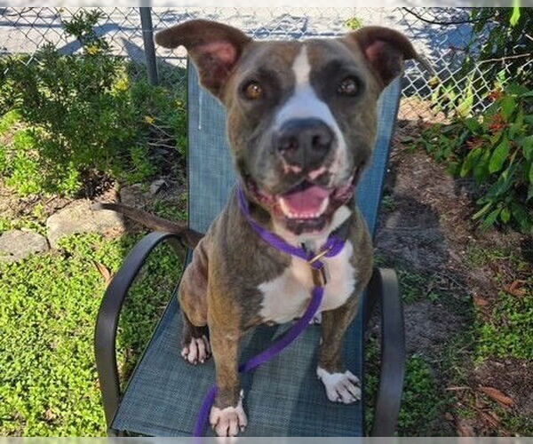Medium Photo #2 American Pit Bull Terrier Puppy For Sale in Ocala, FL, USA
