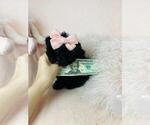 Small #2 Poodle (Toy)