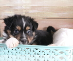 Small Photo #5 Australian Shepherd Puppy For Sale in STAFFORD, VA, USA