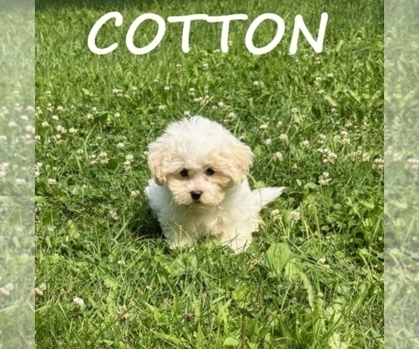 Medium Photo #2 Shih-Poo Puppy For Sale in HARTLAND, MN, USA