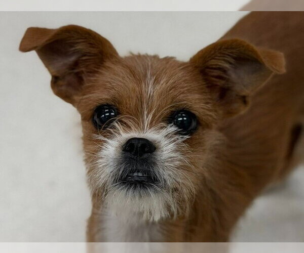 Medium Photo #1 Chussel Puppy For Sale in Canton, CT, USA
