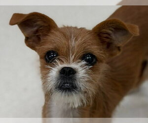Chussel Dogs for adoption in Canton, CT, USA