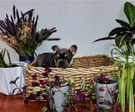 Small Photo #9 French Bulldog Puppy For Sale in KNOXVILLE, TN, USA