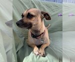 Small Photo #21 Chiweenie Puppy For Sale in Phoenix, AZ, USA