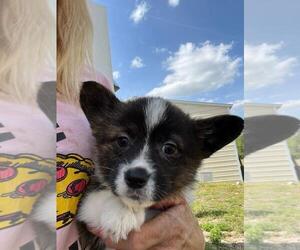 Pembroke Welsh Corgi Puppy for sale in SHALLOTTE, NC, USA