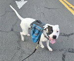 Small #7 Boxer Mix
