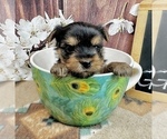 Small #3 Yorkshire Terrier