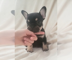 French Bulldog Puppy for sale in GRANTS PASS, OR, USA