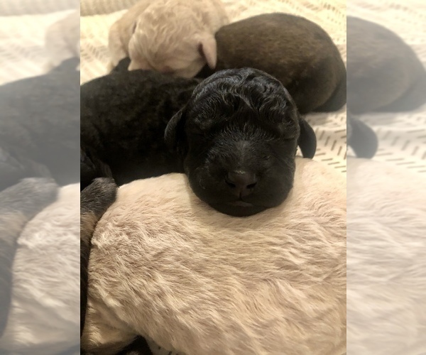 Medium Photo #9 Goldendoodle-Poodle (Standard) Mix Puppy For Sale in VACAVILLE, CA, USA