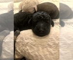 Small Photo #9 Goldendoodle-Poodle (Standard) Mix Puppy For Sale in VACAVILLE, CA, USA