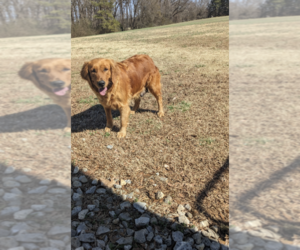 Mother of the Golden Retriever puppies born on 12/23/2025