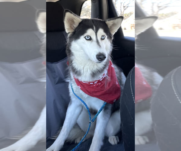 Medium Photo #4 Siberian Husky Puppy For Sale in Carrollton, TX, USA