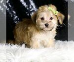 Small #4 Morkie