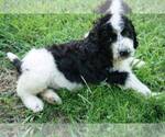 Small Photo #5 Irish Doodle Puppy For Sale in PALMYRA, VA, USA