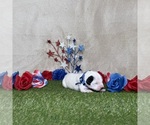 Puppy Sugar Cookie Dalmatian