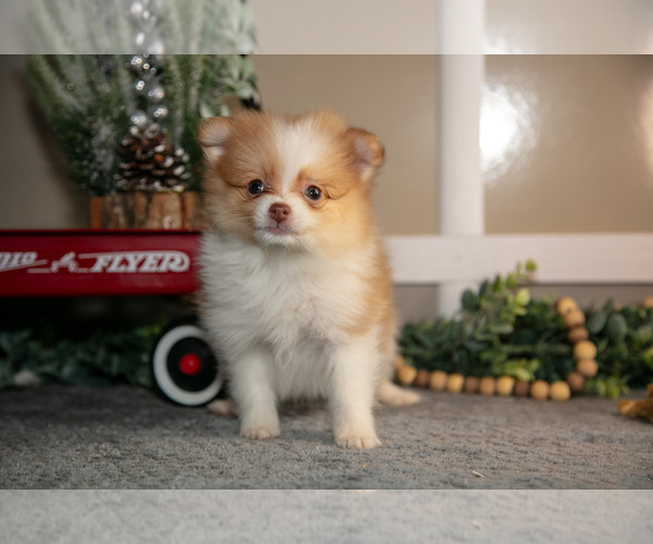 Medium Photo #8 Pom-A-Poo Puppy For Sale in NAPPANEE, IN, USA