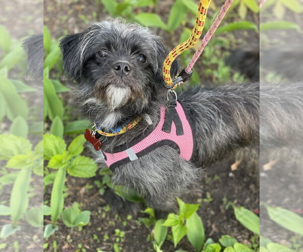 Medium Photo #6 Shih Tzu-Unknown Mix Puppy For Sale in Mount Laurel, NJ, USA