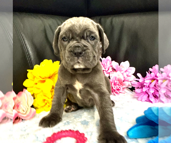 Medium Photo #4 Neapolitan Mastiff Puppy For Sale in MIAMI, FL, USA
