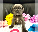 Small #3 Neapolitan Mastiff