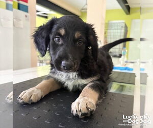 Mutt Dogs for adoption in Washington, DC, USA