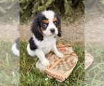 Small #1 Cavalier King Charles Spaniel-Miniature Bernedoodle Mix