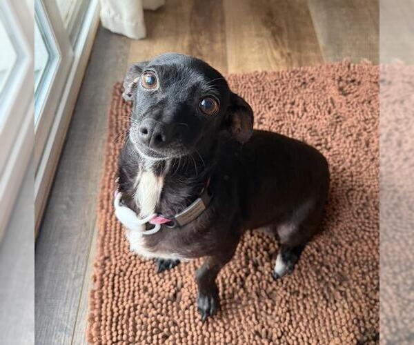 Medium Photo #20 Chihuahua Puppy For Sale in San Diego, CA, USA