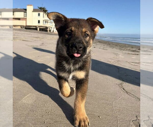 Medium Photo #3 Mutt Puppy For Sale in San Juan Capistrano, CA, USA