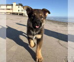 Small #2 Mutt