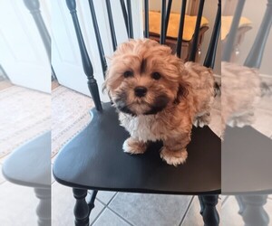 Mal-Shi Puppy for sale in ADKINS, TX, USA
